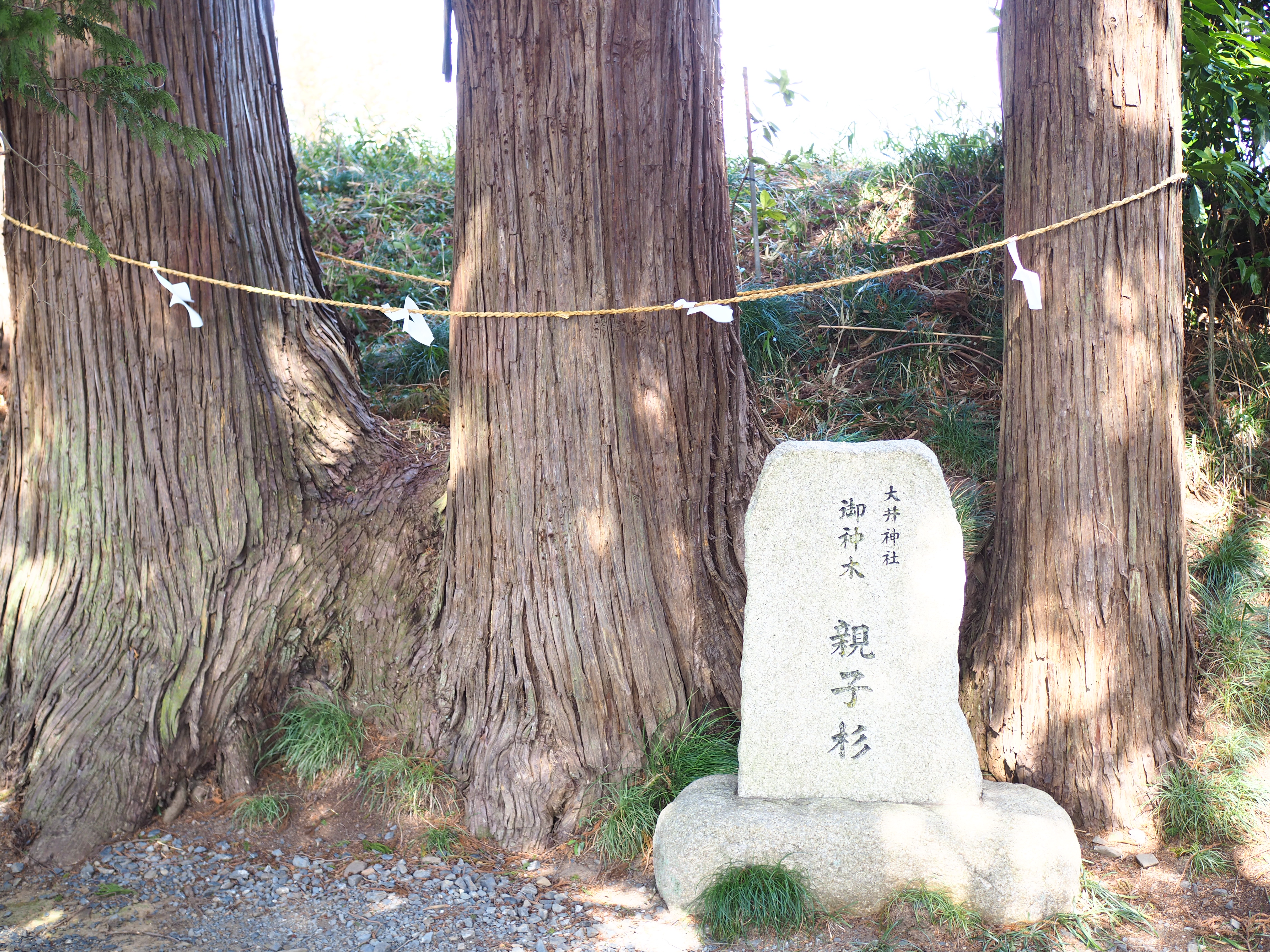 〈大井神社〉の平安時代の面影を感じる、樹齢数百年の長い参道の画像